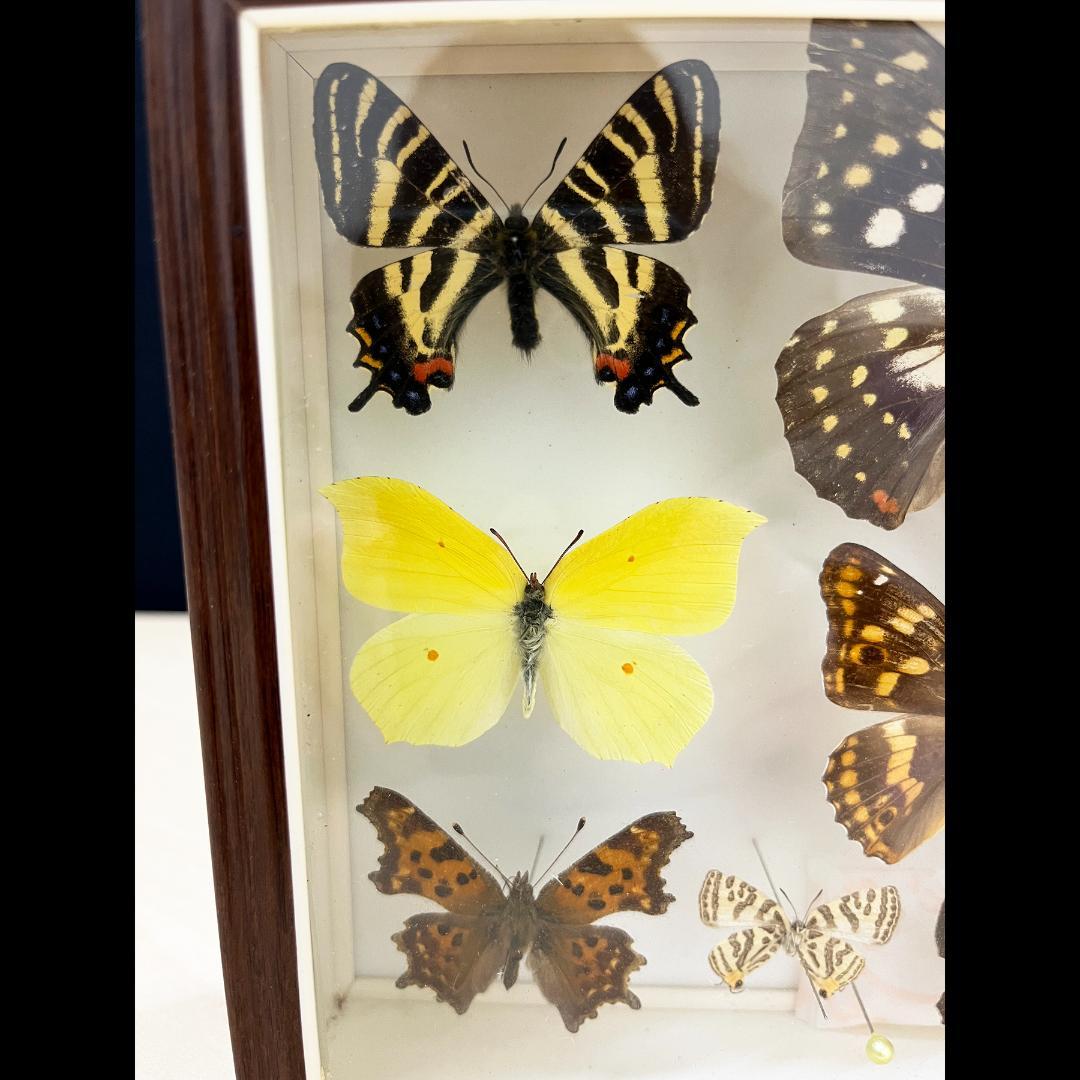 蝶 標本 昆虫 10枚 日本産蝶類標本 オオムラサキ ギフチョウ×2 他 国産