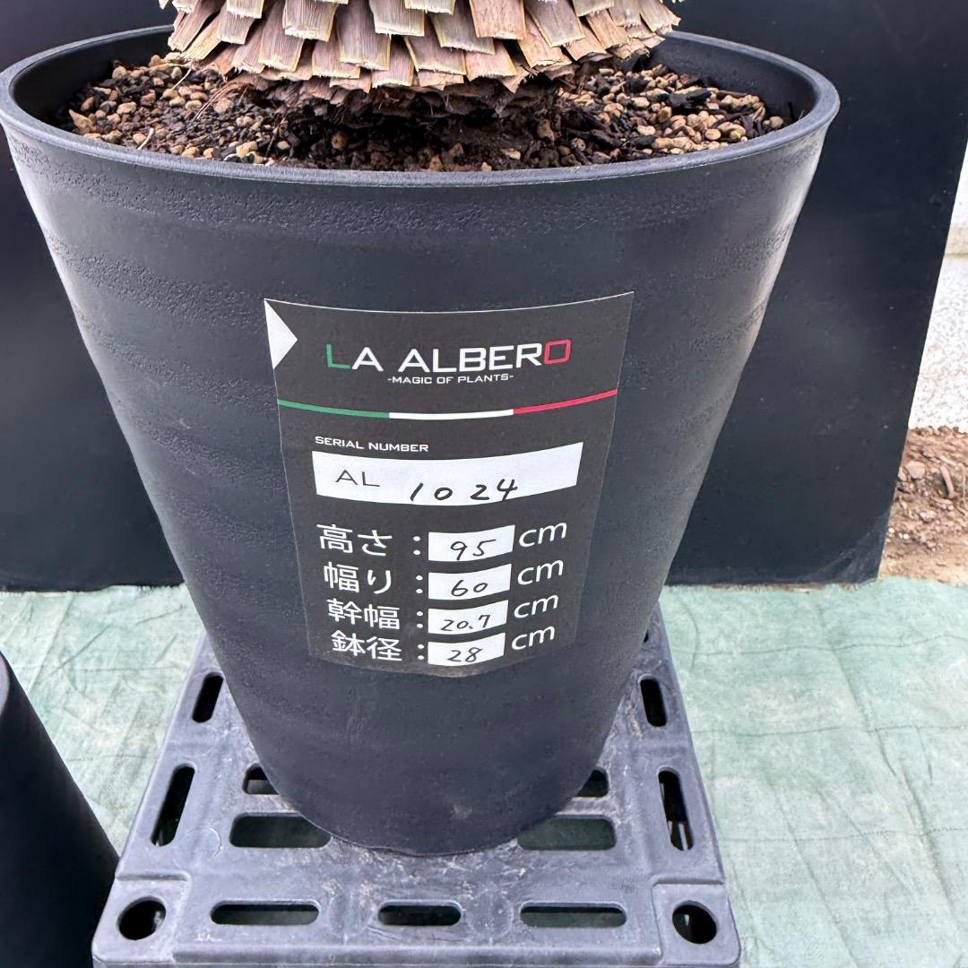 【AL1024】ユッカ　ロストラータ