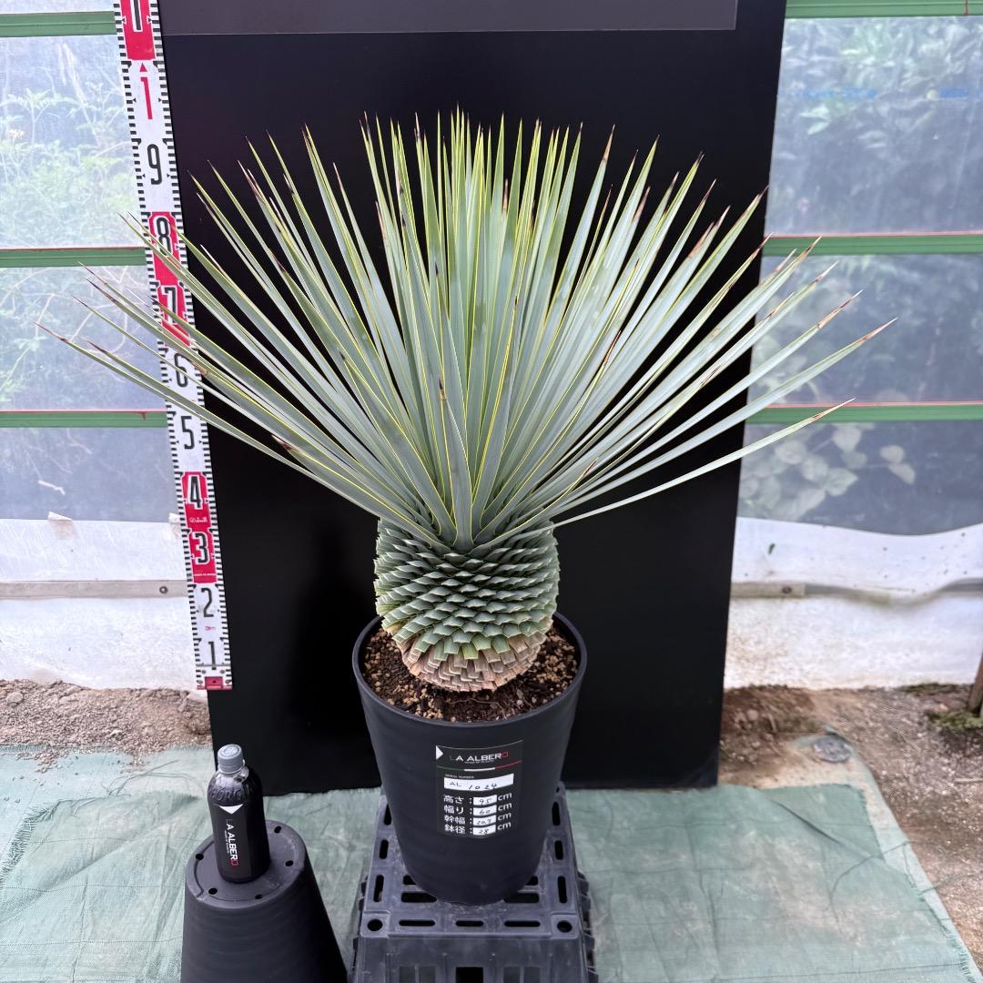 【AL1024】ユッカ　ロストラータ