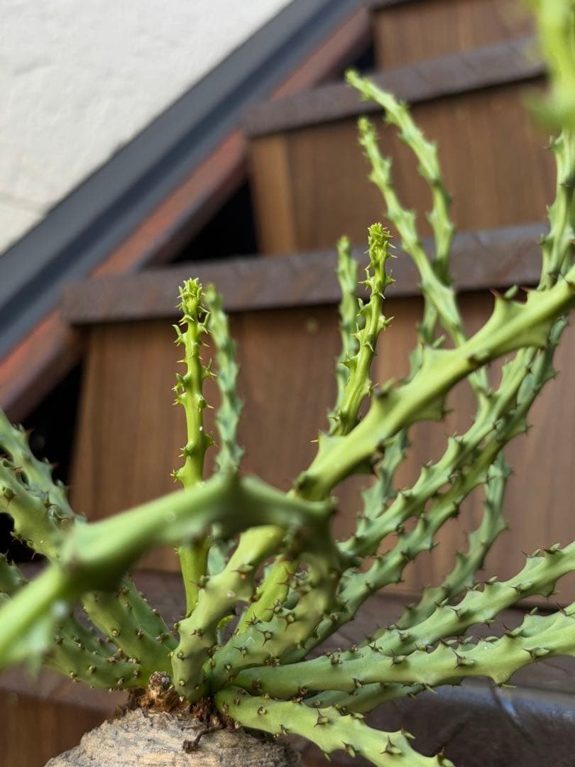 a*i様 ユーフォルビア・デシドゥア （Aラベル） 現品出荷