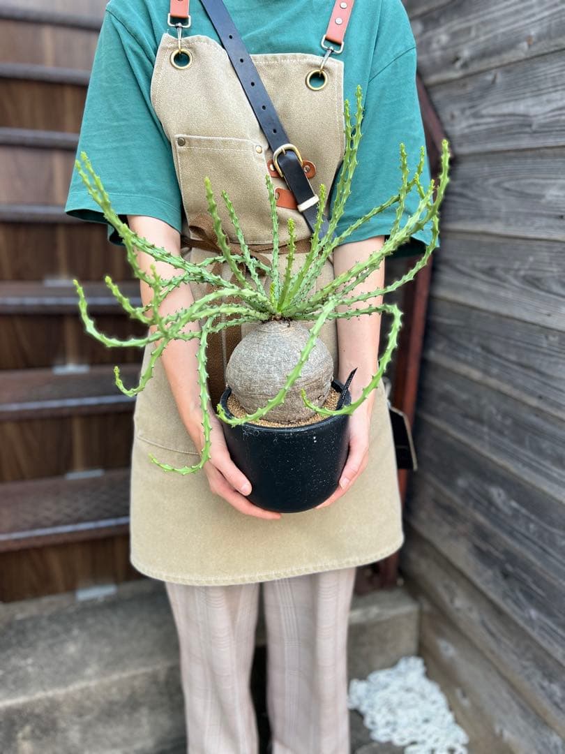 a*i様 ユーフォルビア・デシドゥア （Aラベル） 現品出荷