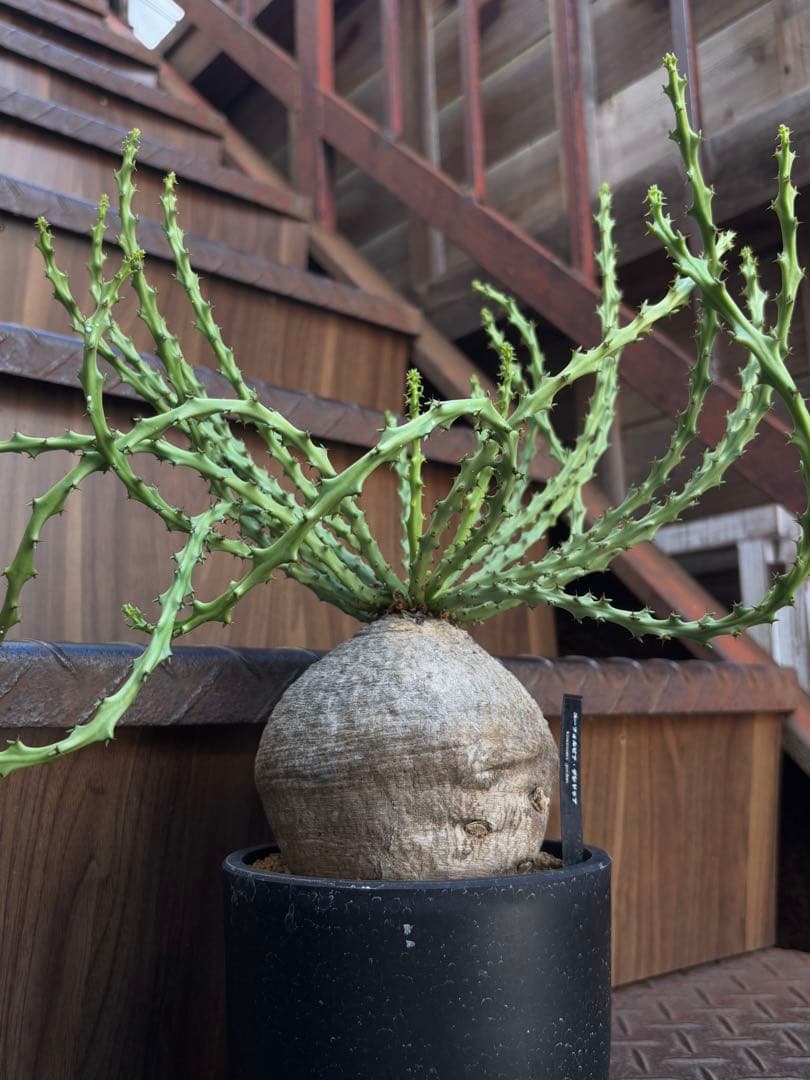 a*i様 ユーフォルビア・デシドゥア （Aラベル） 現品出荷