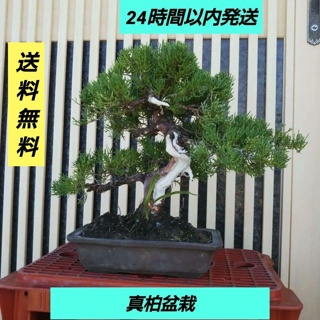鉢ごと発送⭕️ 盆栽 真柏盆栽 BONSAI インテリア 中品 送料無料