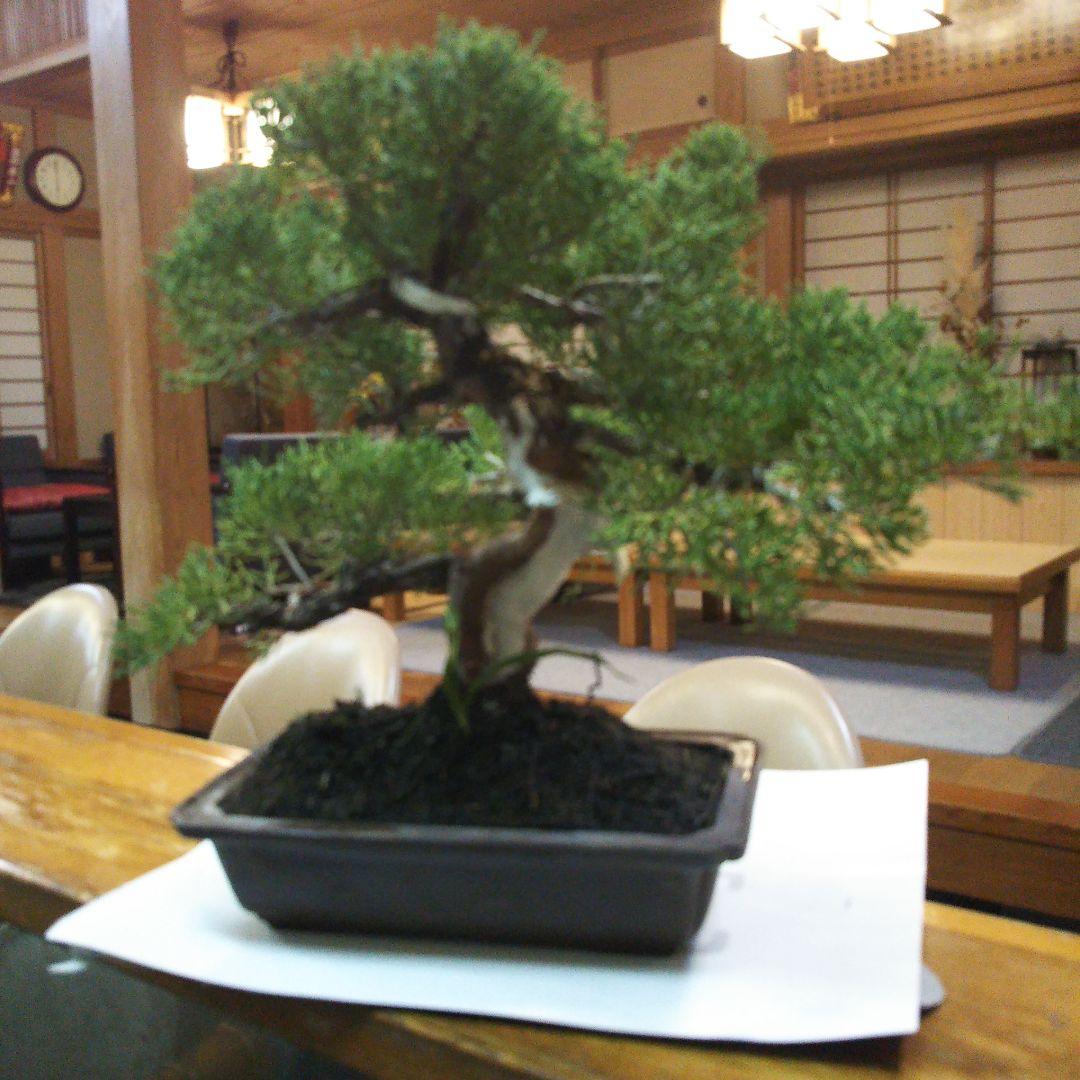 鉢ごと発送⭕️ 盆栽 真柏盆栽 BONSAI インテリア 中品 送料無料