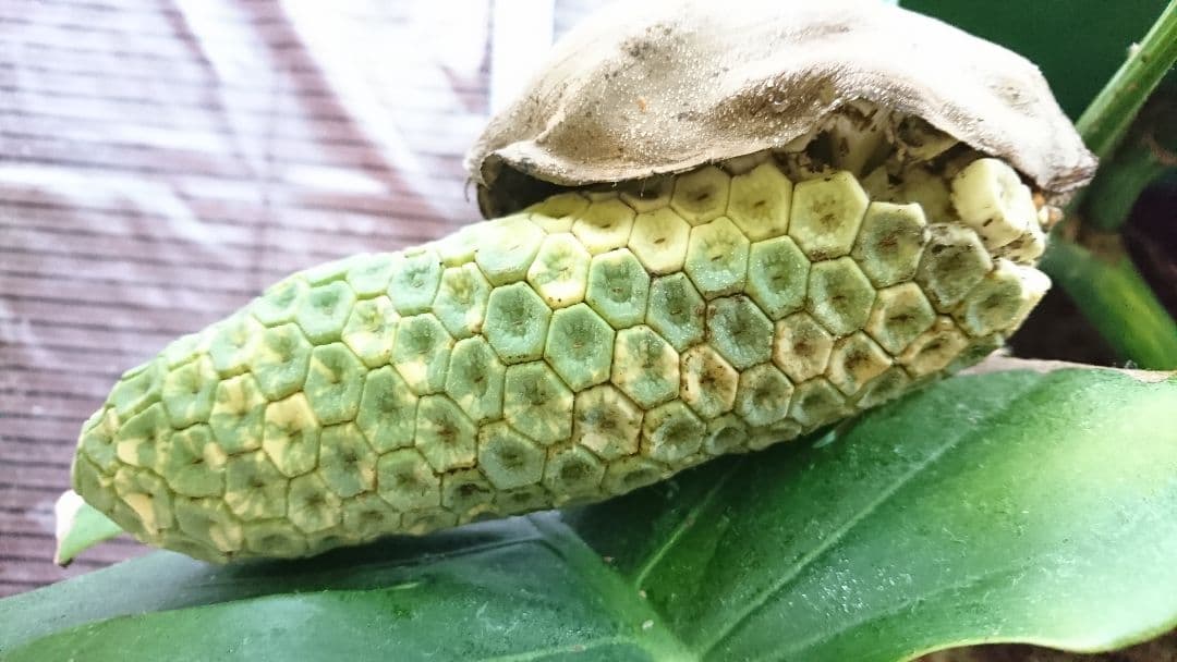 希少 果実 極上 黄斑 実 美しい 斑入り 極美 モンステラ 極斑 オーレア