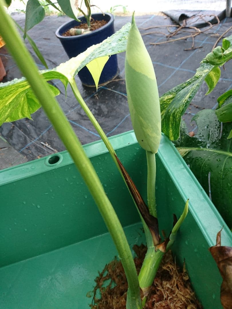 希少 果実 極上 黄斑 実 美しい 斑入り 極美 モンステラ 極斑 オーレア