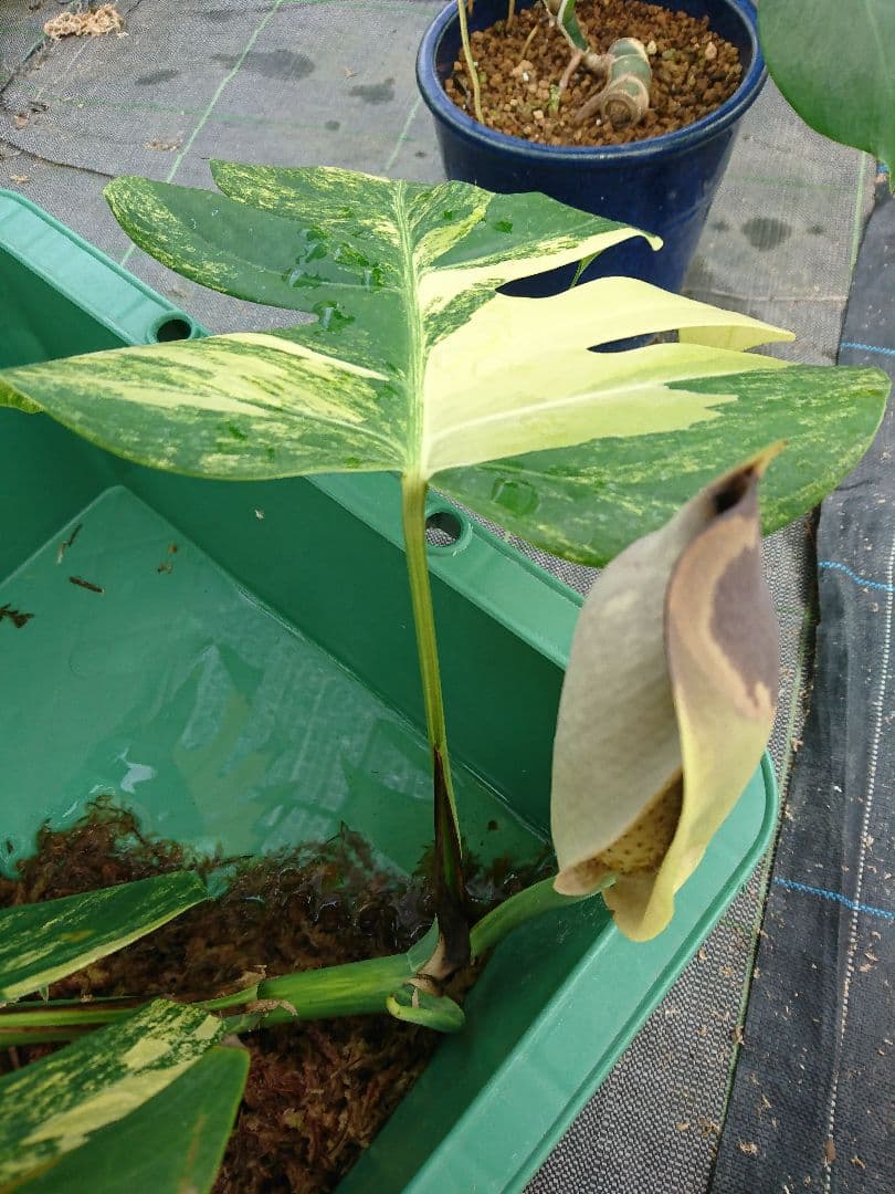 希少 果実 極上 黄斑 実 美しい 斑入り 極美 モンステラ 極斑 オーレア