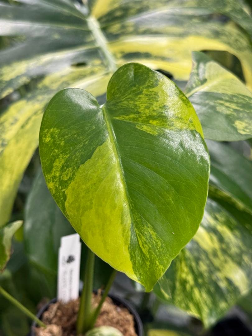 m*i様 K1モンステラ　イエローマリリン　黄斑入り