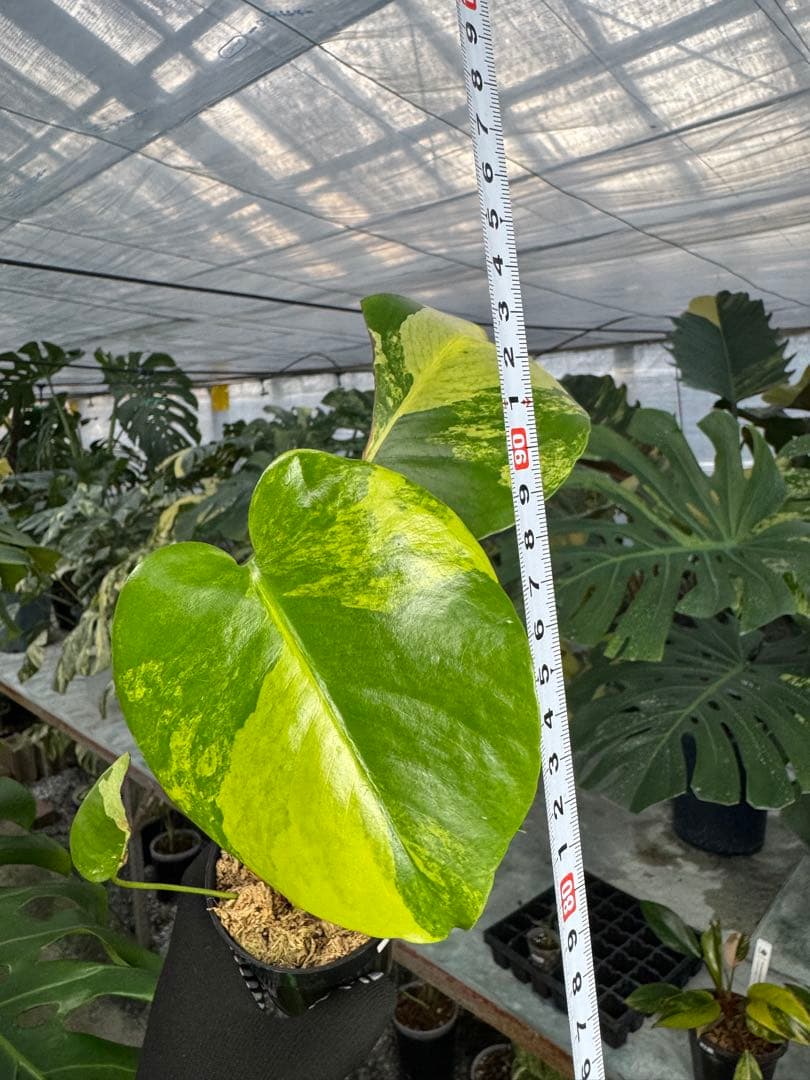 m*i様 K1モンステラ　イエローマリリン　黄斑入り