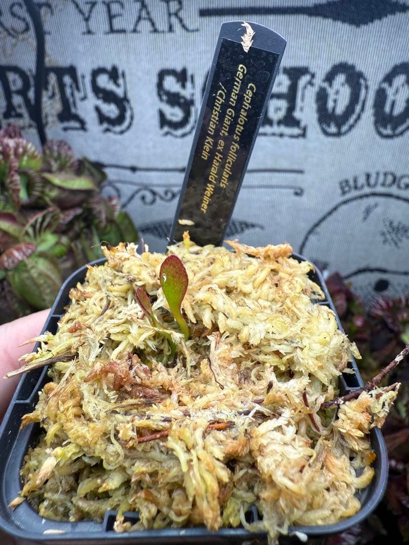 その他観葉植物 German Giant, ex Harald Weiner CK