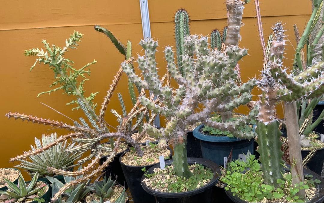 ユーフォルビア まとめ売り (サボテン・多肉植物) 1/2