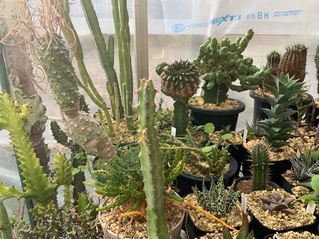 ユーフォルビア まとめ売り (サボテン・多肉植物) 1/2