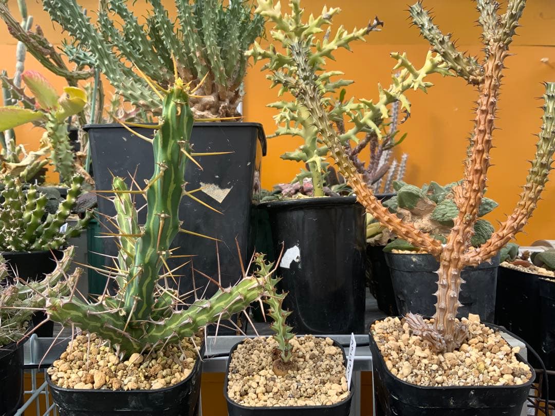 ユーフォルビア まとめ売り (サボテン・多肉植物) 1/2