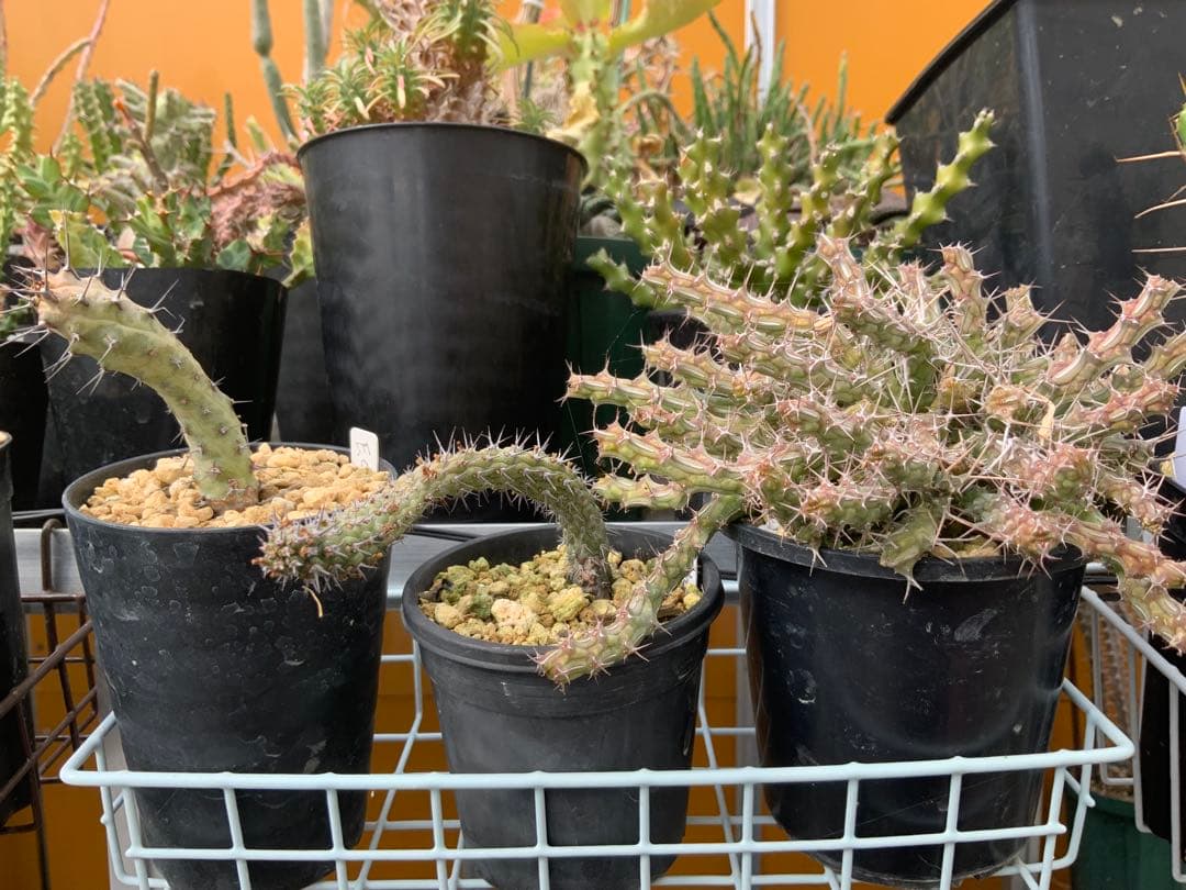 ユーフォルビア まとめ売り (サボテン・多肉植物) 1/2