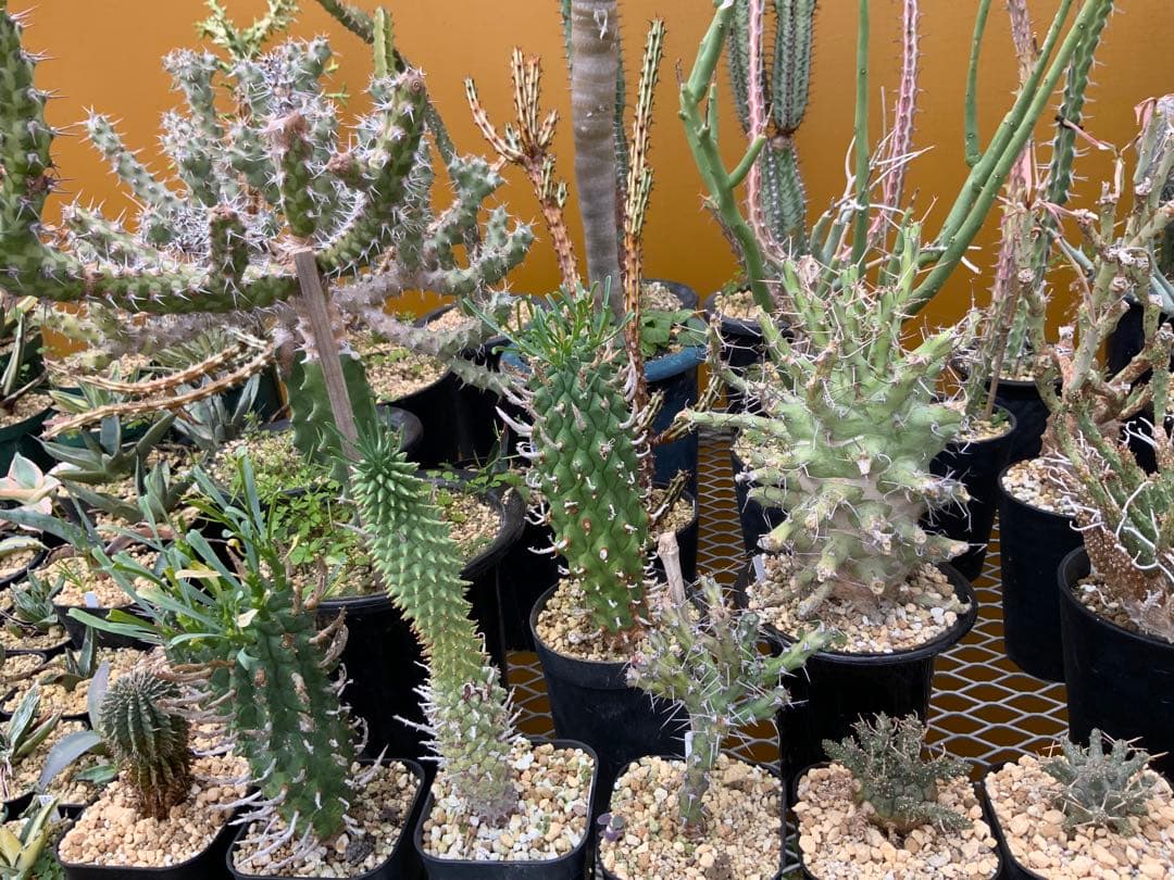 ユーフォルビア まとめ売り (サボテン・多肉植物) 1/2