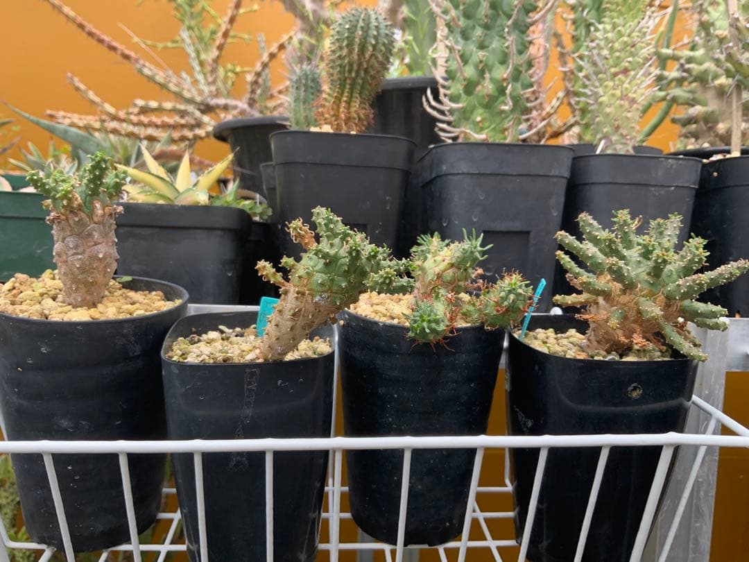 ユーフォルビア まとめ売り (サボテン・多肉植物) 1/2