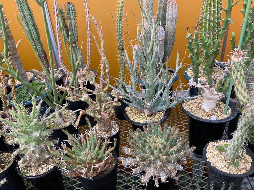 ユーフォルビア まとめ売り (サボテン・多肉植物) 1/2