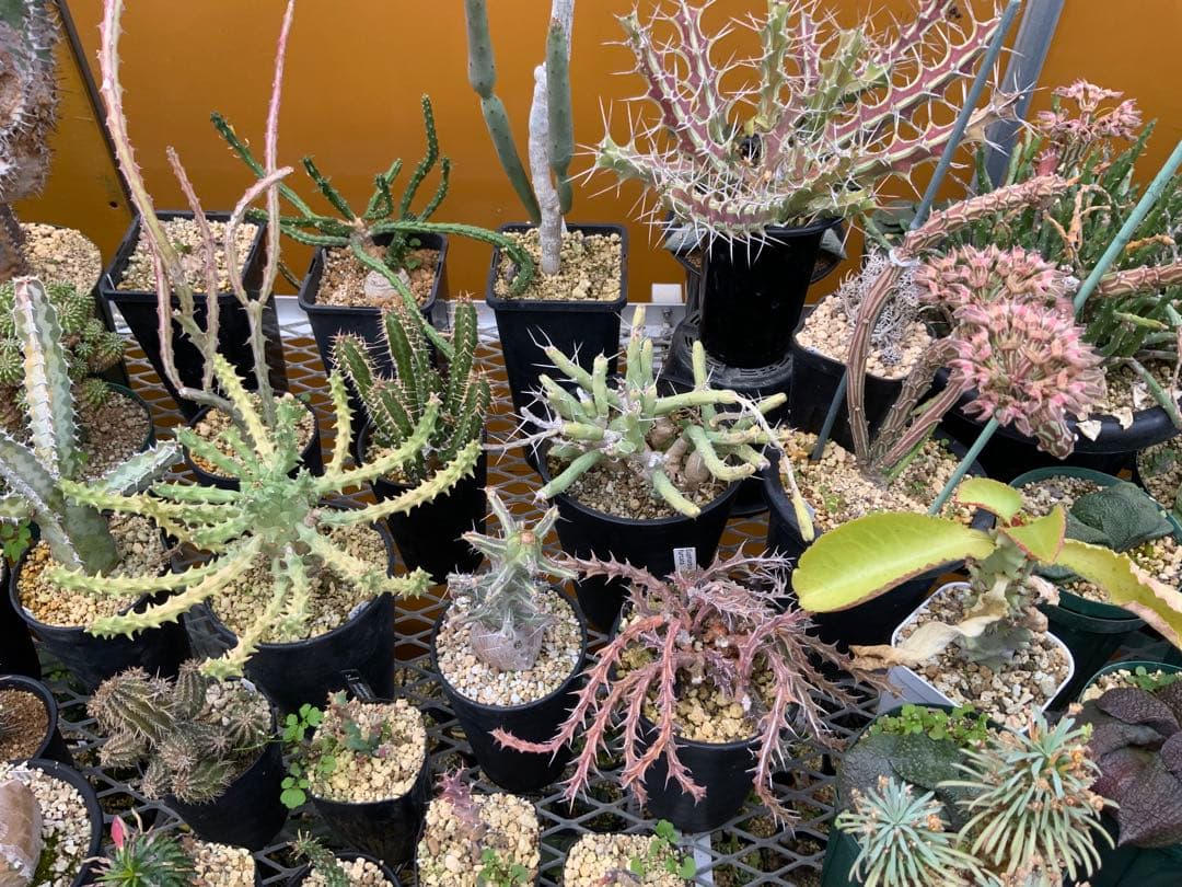 ユーフォルビア まとめ売り (サボテン・多肉植物) 1/2