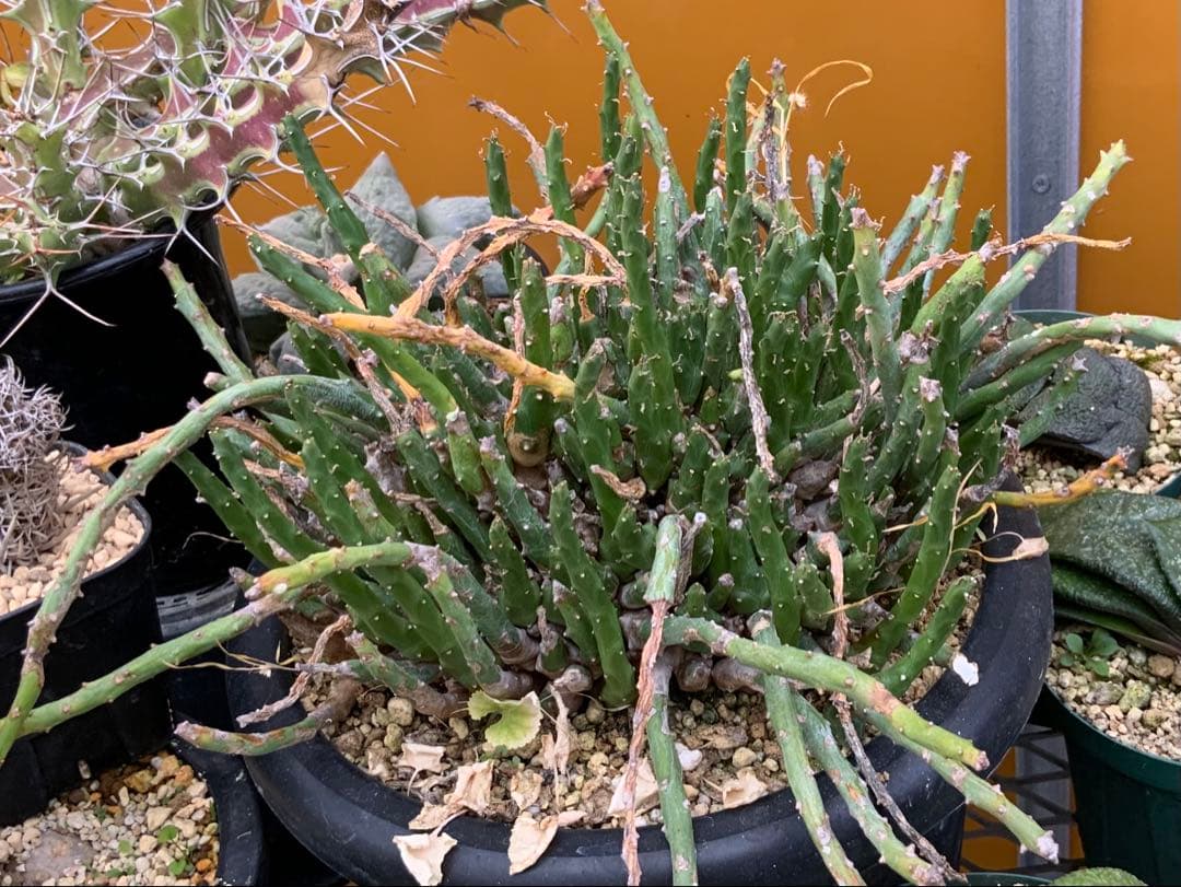 ユーフォルビア まとめ売り (サボテン・多肉植物) 1/2