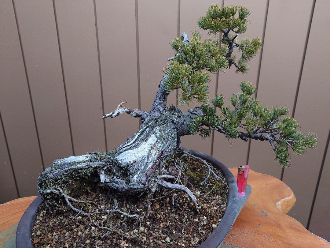 盆栽　那須娘　五葉松　樹高36cm