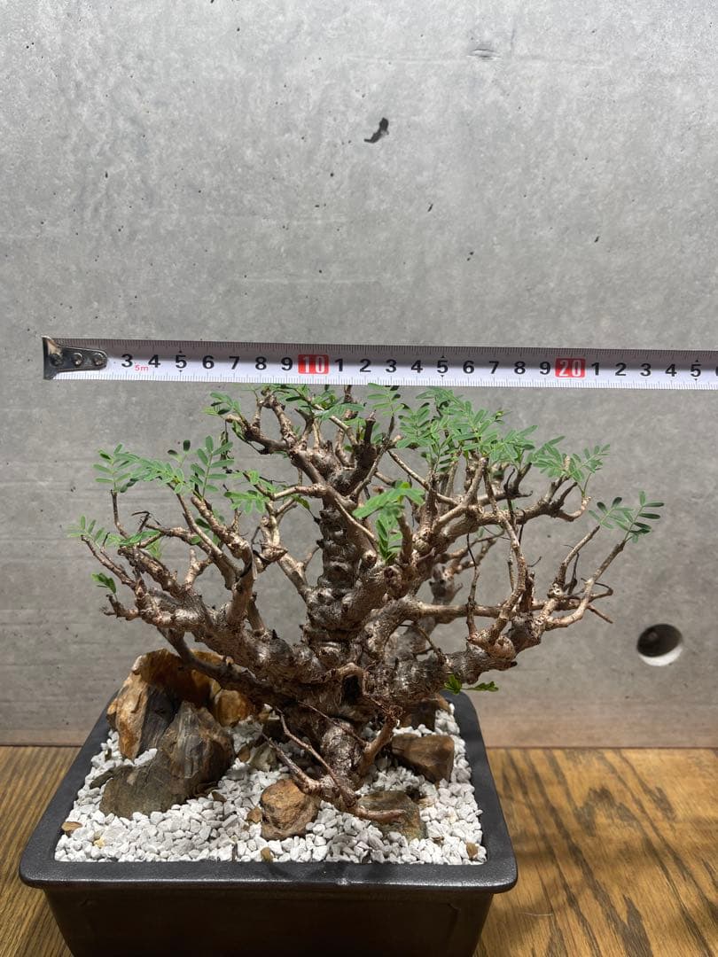 センナメリディオナリス　実生