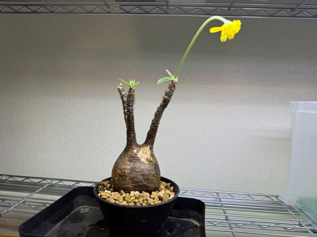 専用パキポディウム グラキリス 現地球 発根管理中