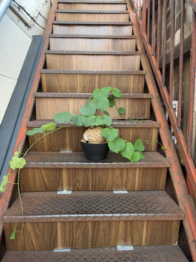 a*i様 ステファニア・スベローサ 大株　現品出荷