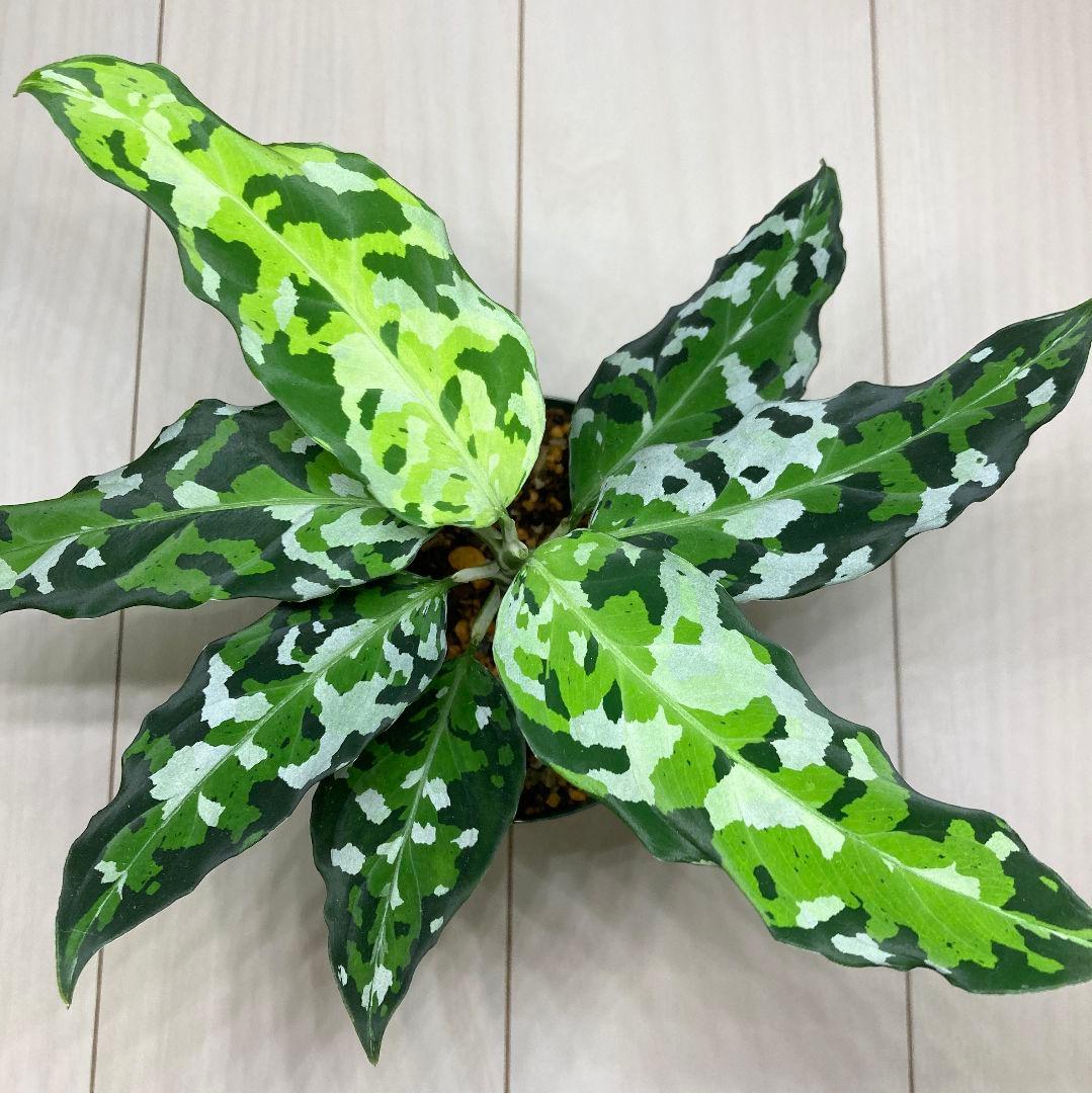 アグラオネマ　ピクタム　アンダマン　[ID便]