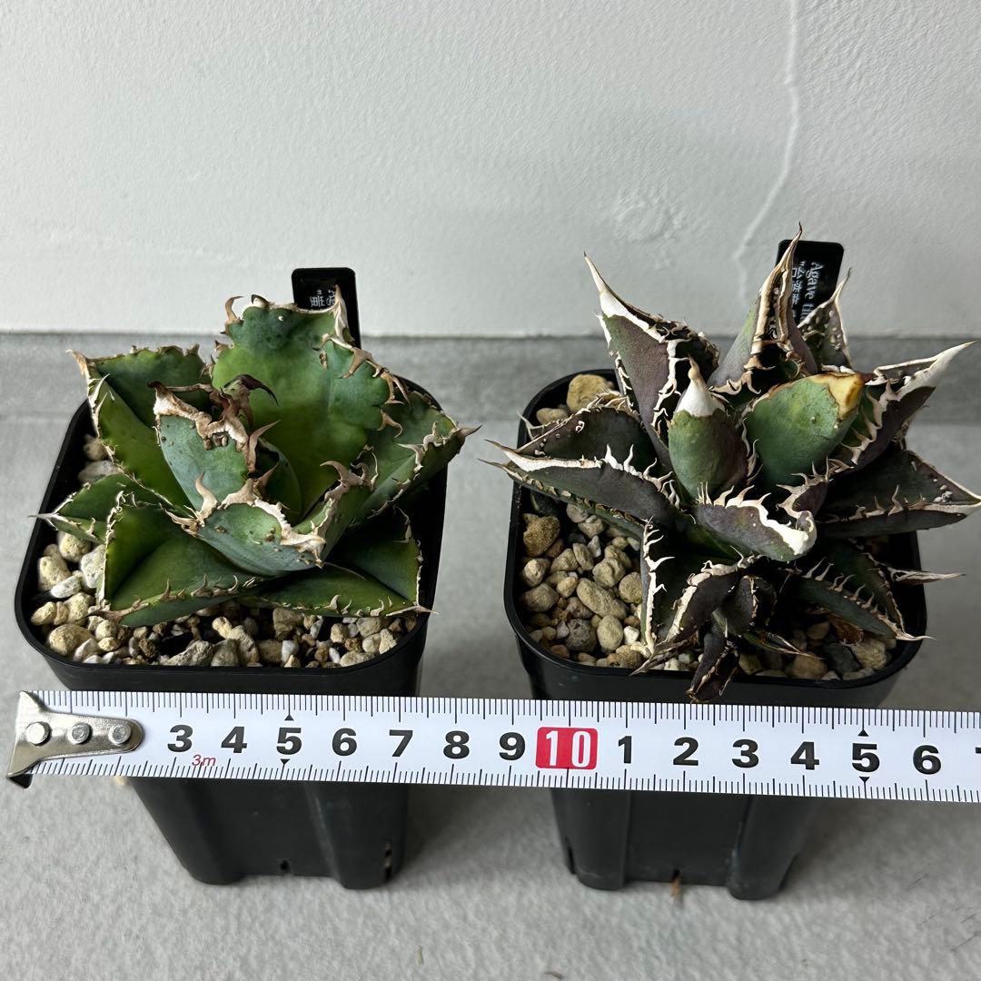 【最終値下げ】 チタノタ スタッズ系 14株以上セット 検) オテロイ、ブツブツ