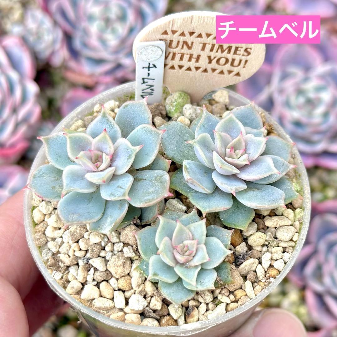 【レア】チームベル(3頭)