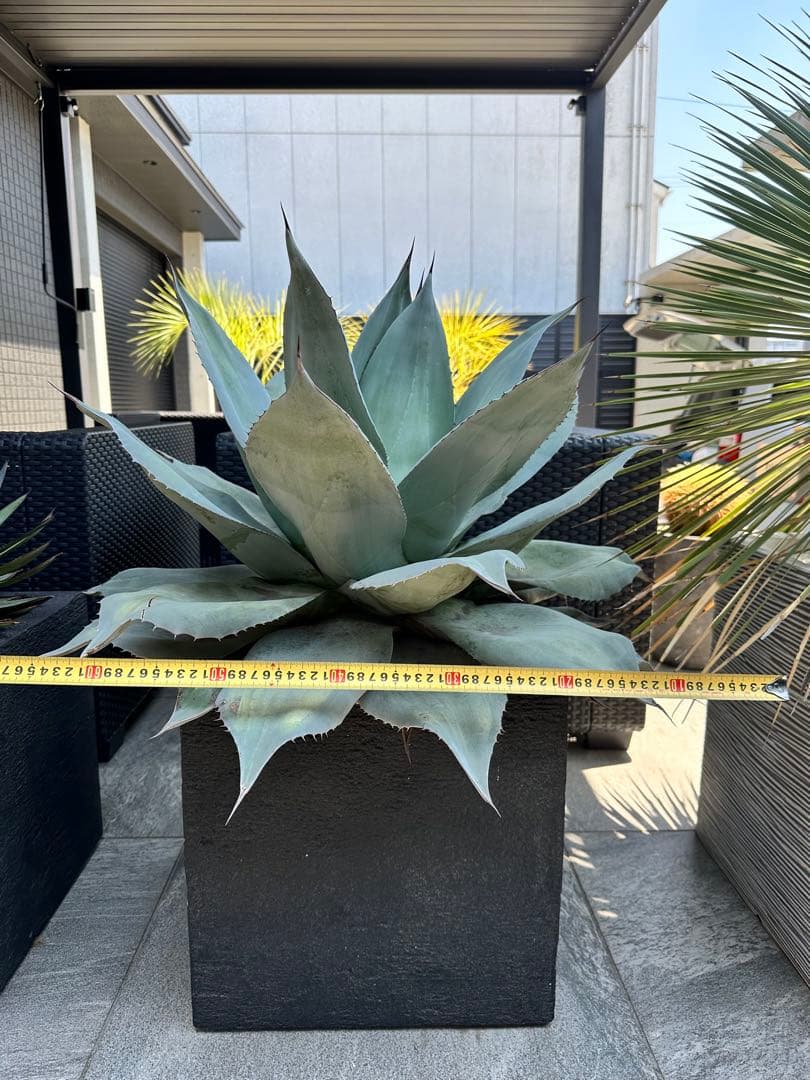 アガベ オバティフォリア フロスティブルー 班入り 鉢付き