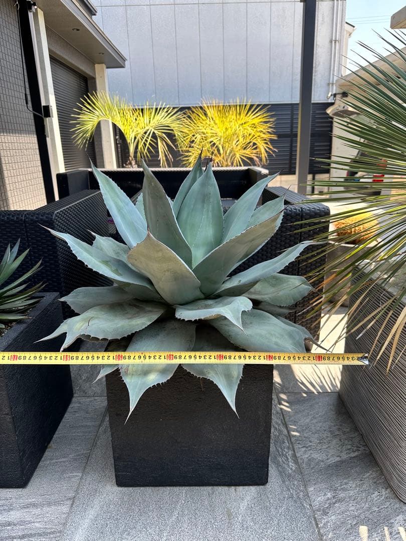 アガベ オバティフォリア フロスティブルー 班入り 鉢付き
