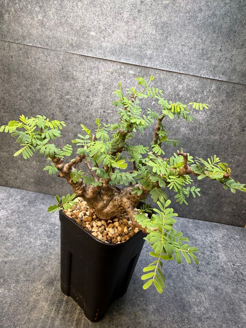 センナ　メリディオナリス　海外実生　発根済み　446