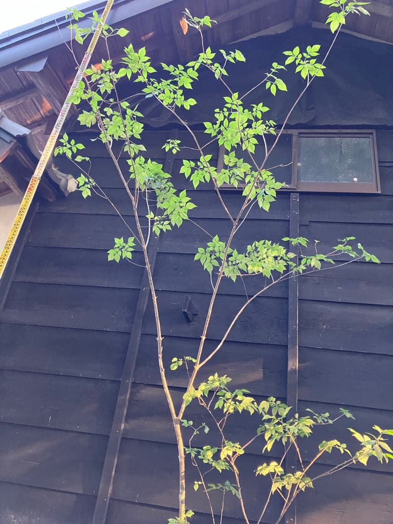 60 山採り　アオダモ