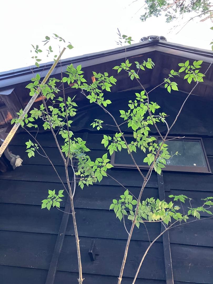 60 山採り　アオダモ