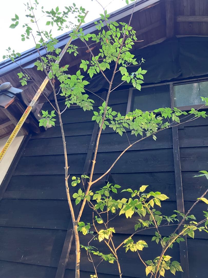 60 山採り　アオダモ