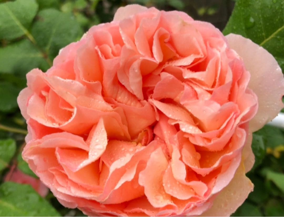 薔薇苗木調整中