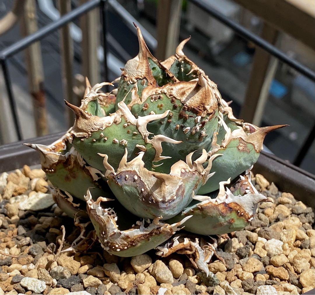 CRANKY クランキー　アガベ　studs