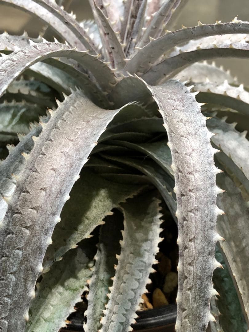 ディッキア・スノーボール②