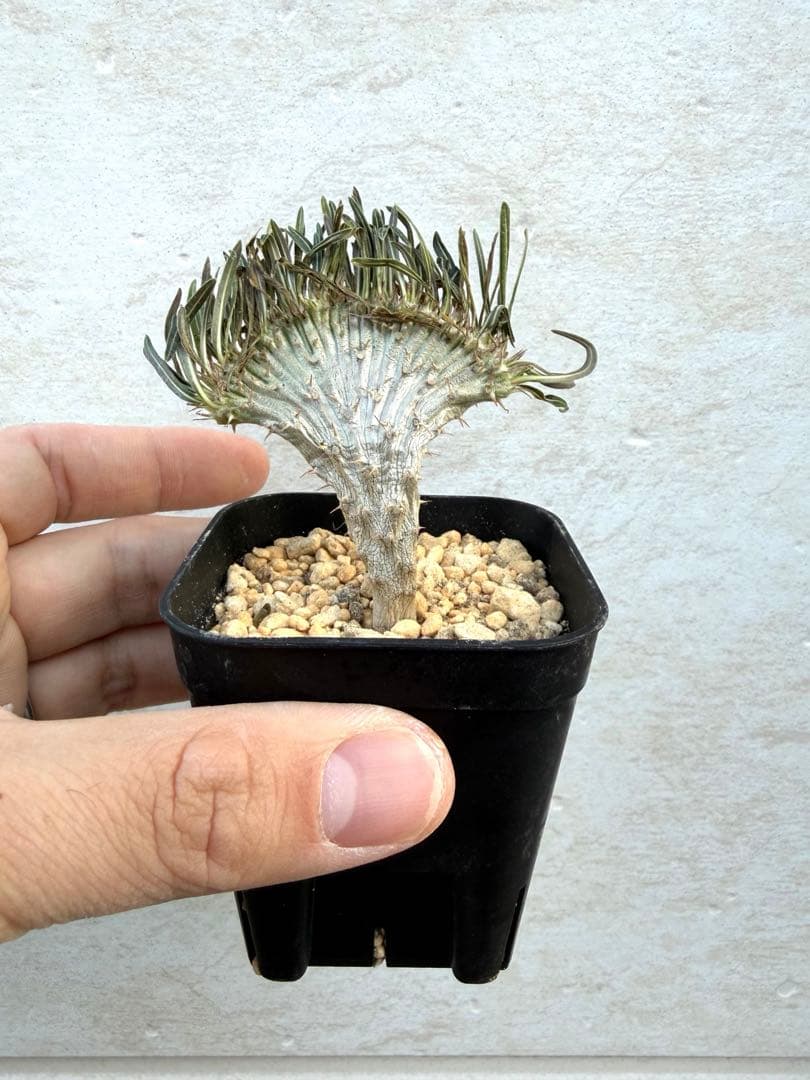 【扇が広い】グラキリスC　パキポディウム　塊根　綴化