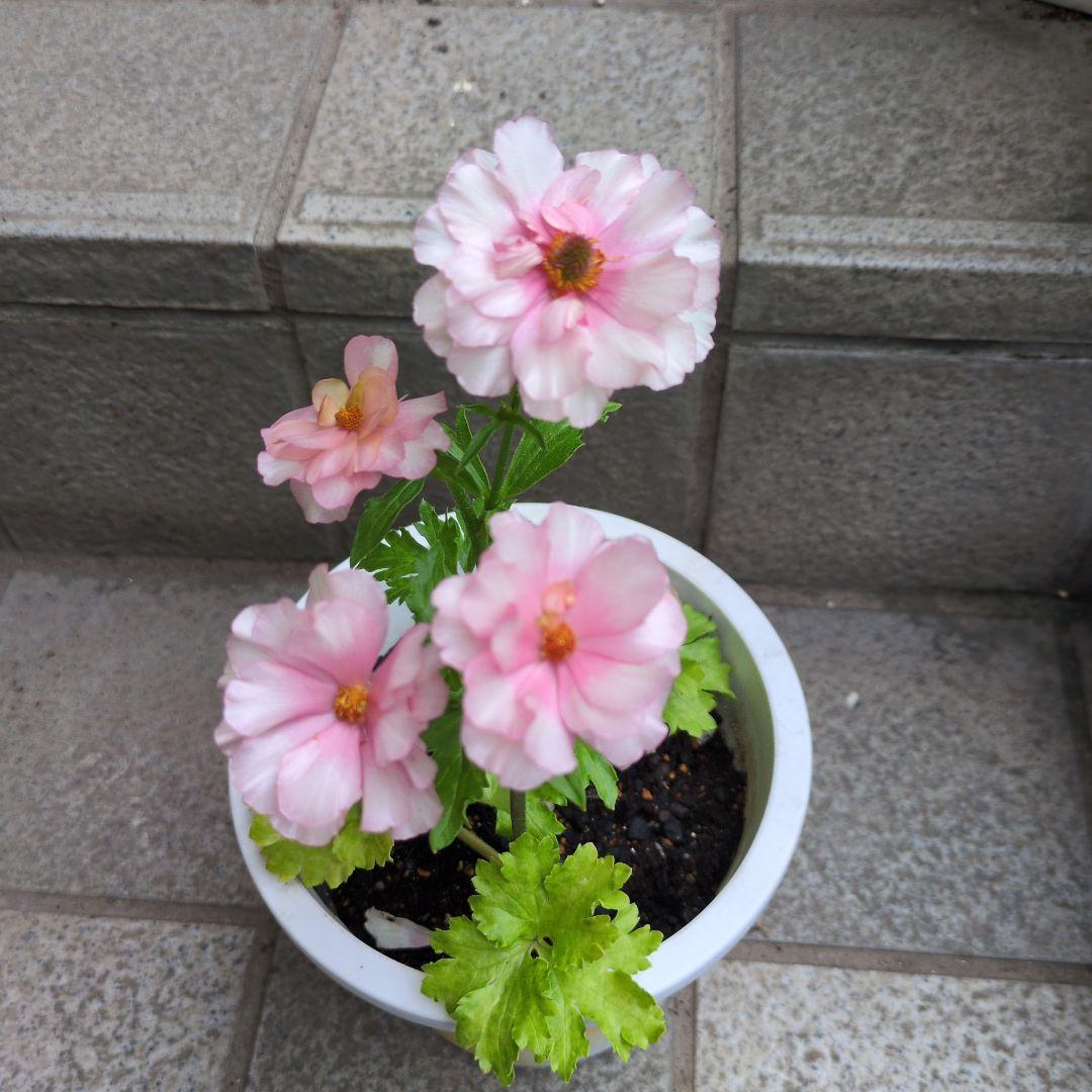 そら様ご確認画像！