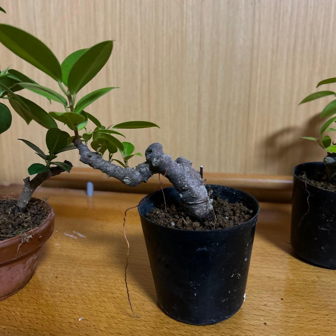 ガジュマル盆栽3本セット