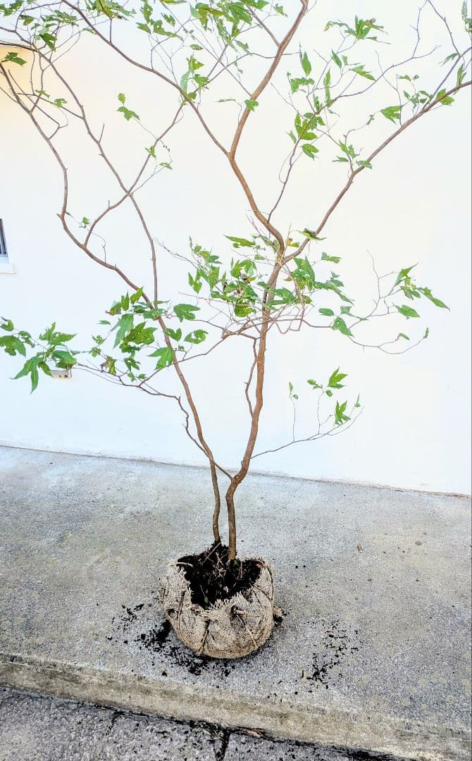 新春特価！極美。山採りシロモジ。