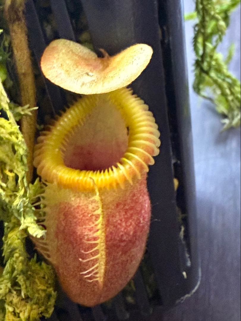 食虫植物N. villosa Kinabalu WP (ネペンテス　ビロサ)