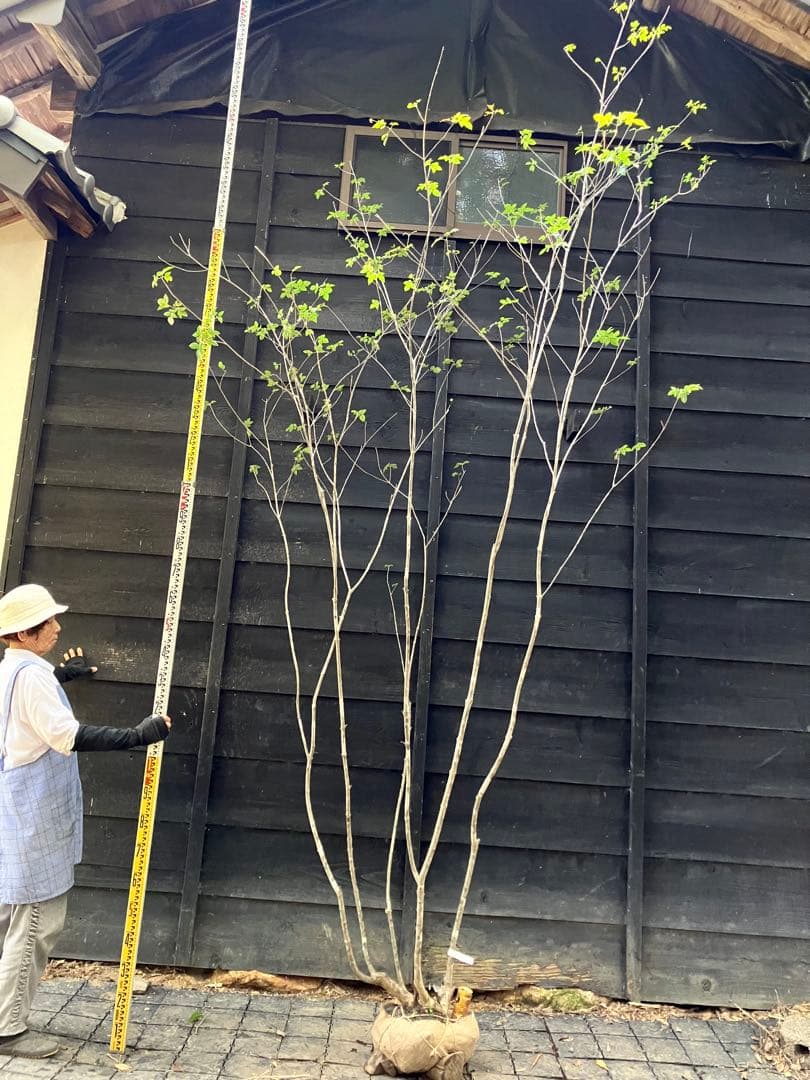 92 山採り　アオダモ