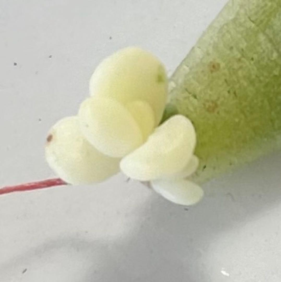 おまとめ中！多肉植物^o^ 葉挿し赤ちゃん全斑！シャンパンライム錦