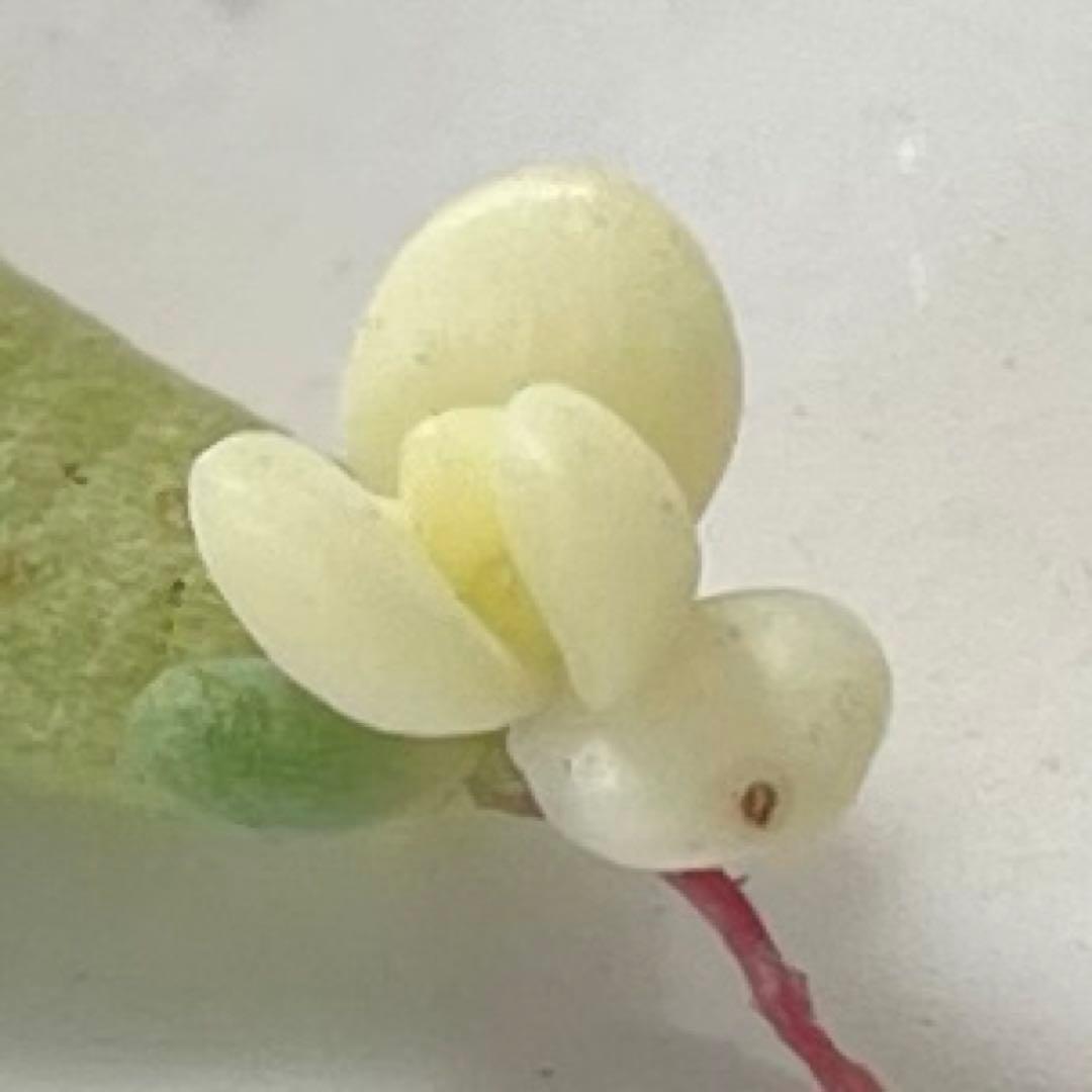 おまとめ中！多肉植物^o^ 葉挿し赤ちゃん全斑！シャンパンライム錦