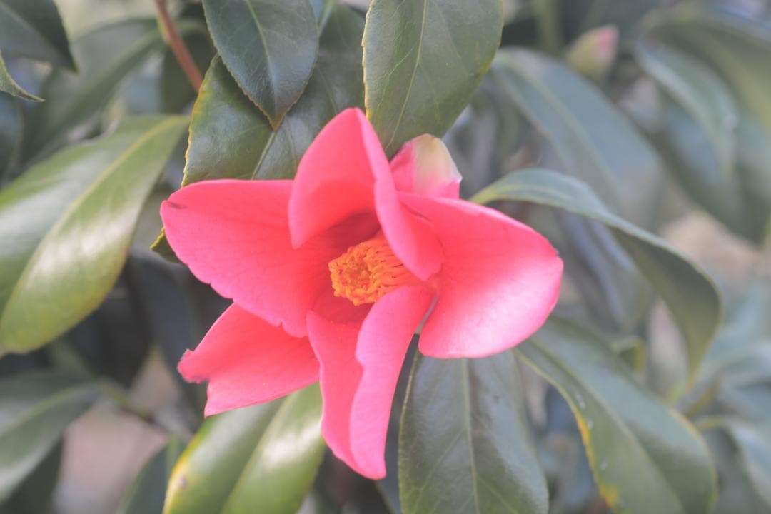 紅菊月　べにきくづき　椿