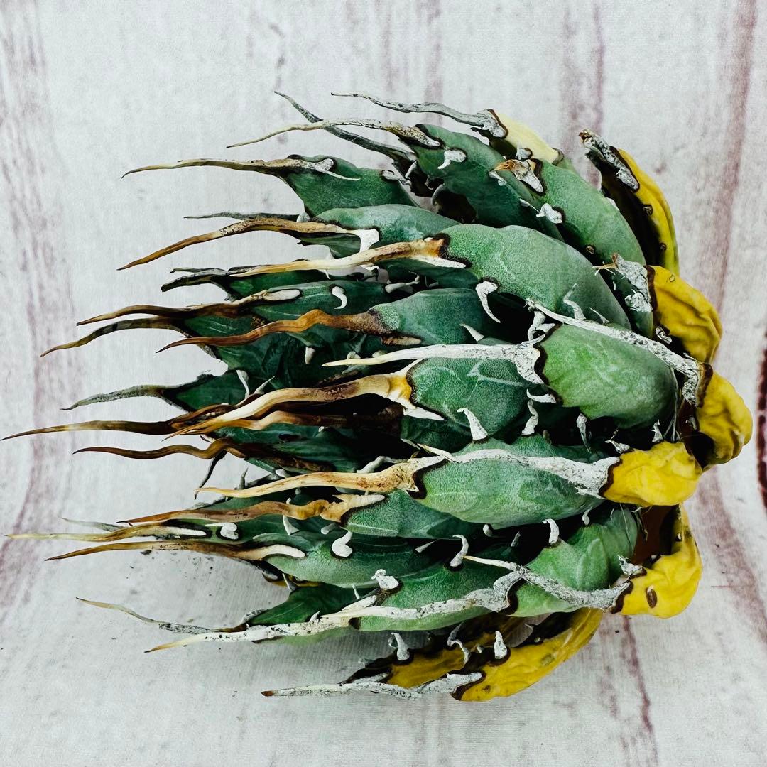 ⑦ アガベ ユタエンシス エボリスピナ 陽炎