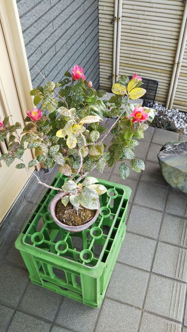 吹流し 椿盆栽 やぶツバキ 20年生 盆栽 実生 鉢ごと発送 送料無料
